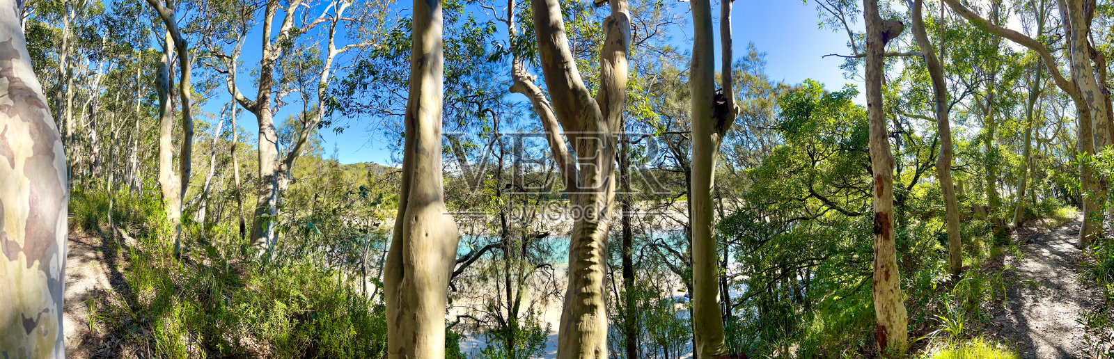 沿海桉树林全景图照片摄影图片