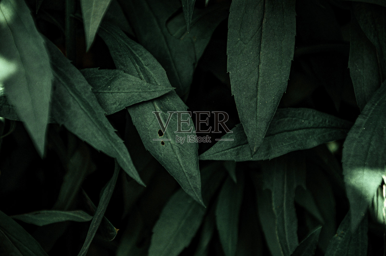 绿色的树叶照片摄影图片