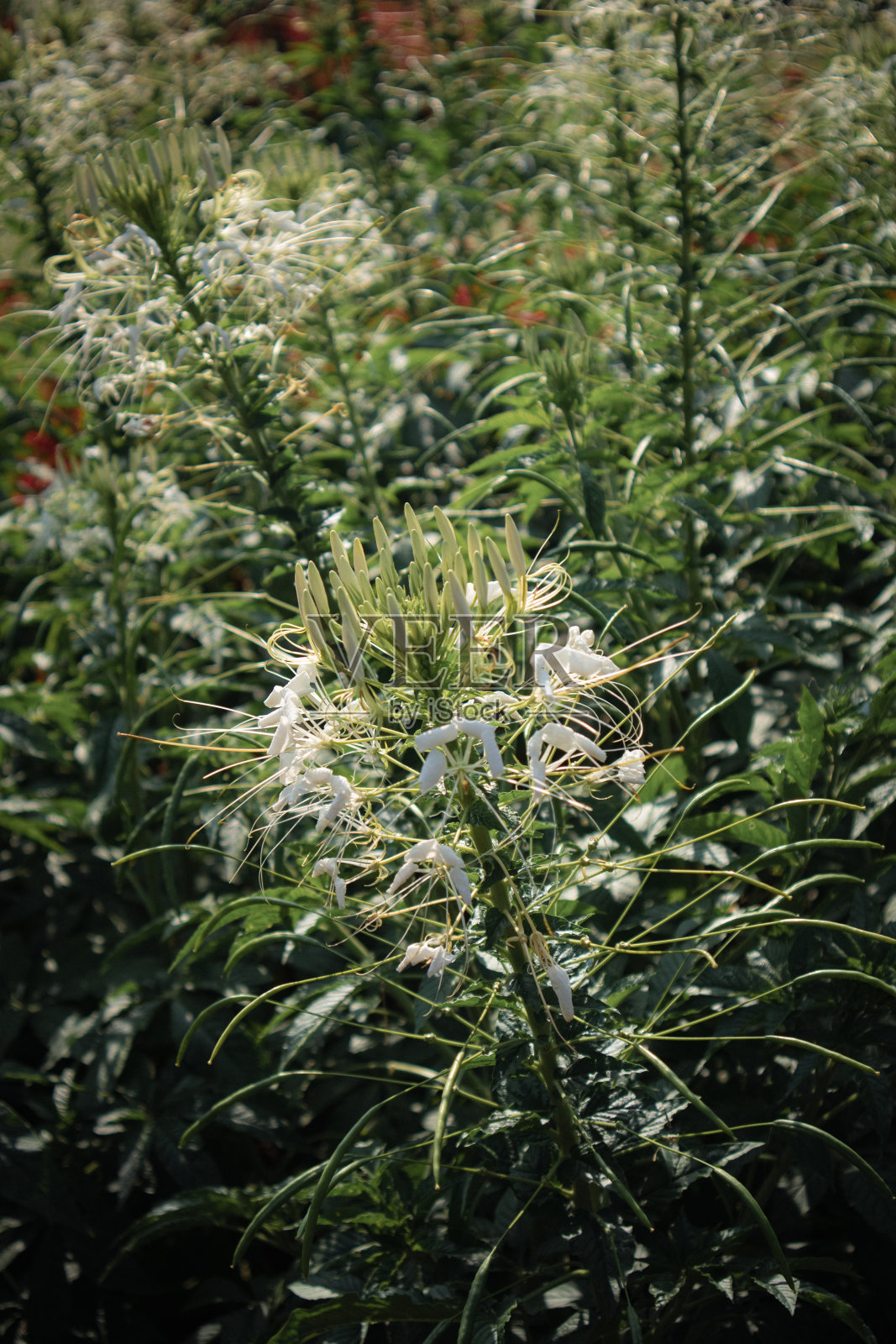 美丽的自然花朵在大自然照片摄影图片