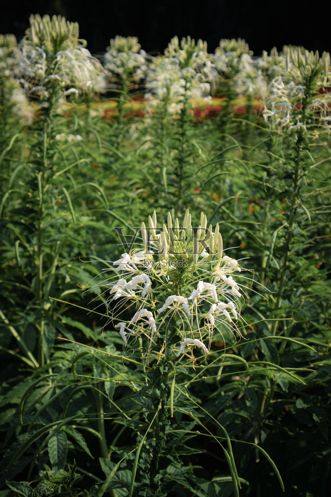 美丽的自然花朵在大自然照片摄影图片