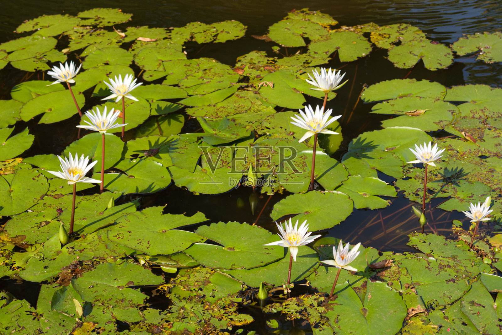 荷塘表面有植被照片摄影图片