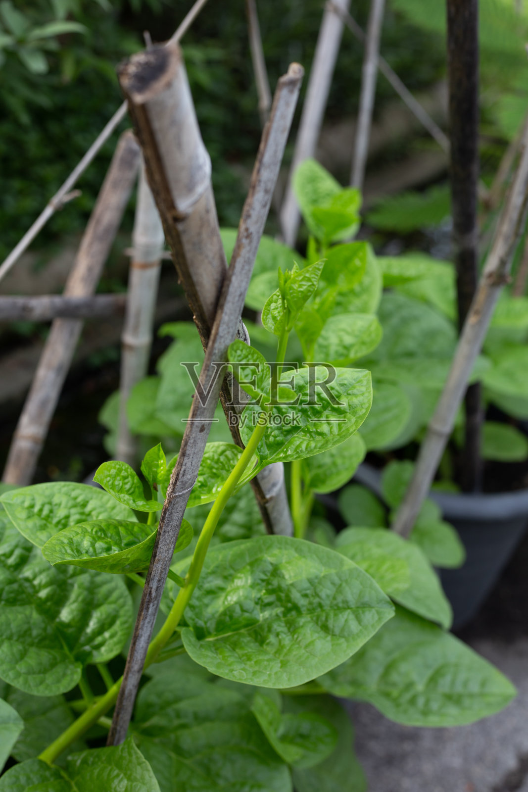 锡兰菠菜或红底菜照片摄影图片