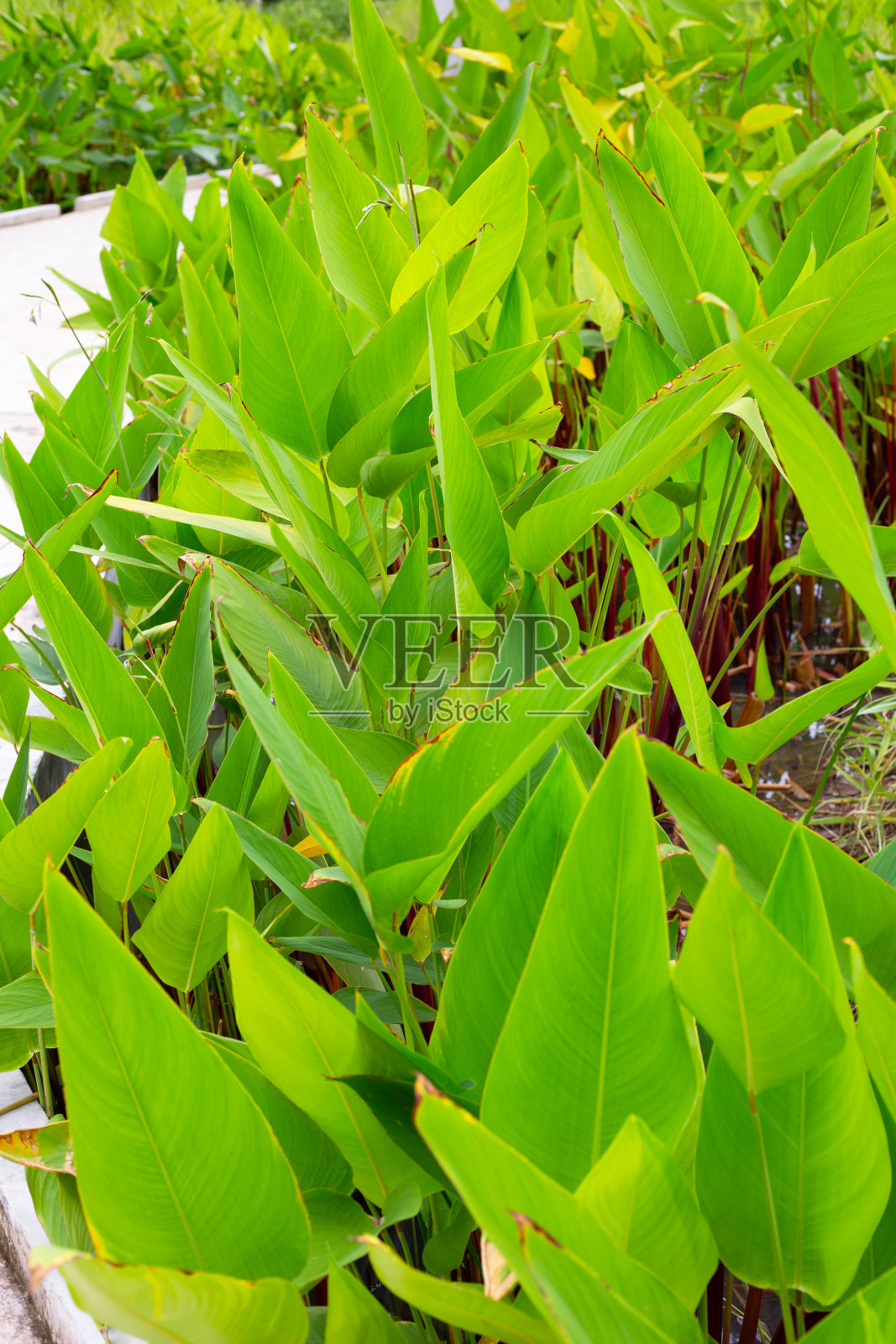 鳄鱼旗，水美人蕉(Thalia geniculata L.)照片摄影图片