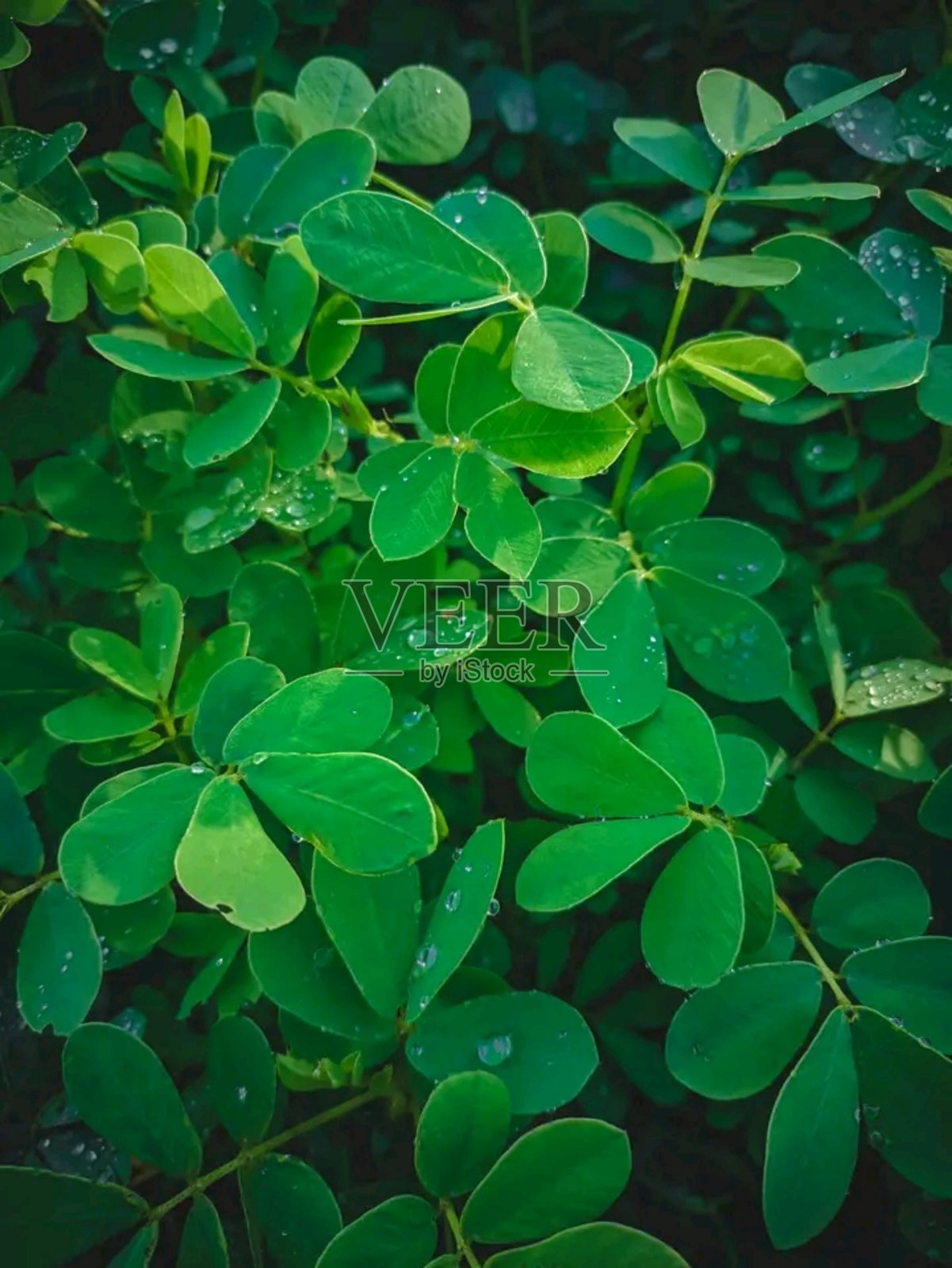 露珠湿的绿叶照片摄影图片