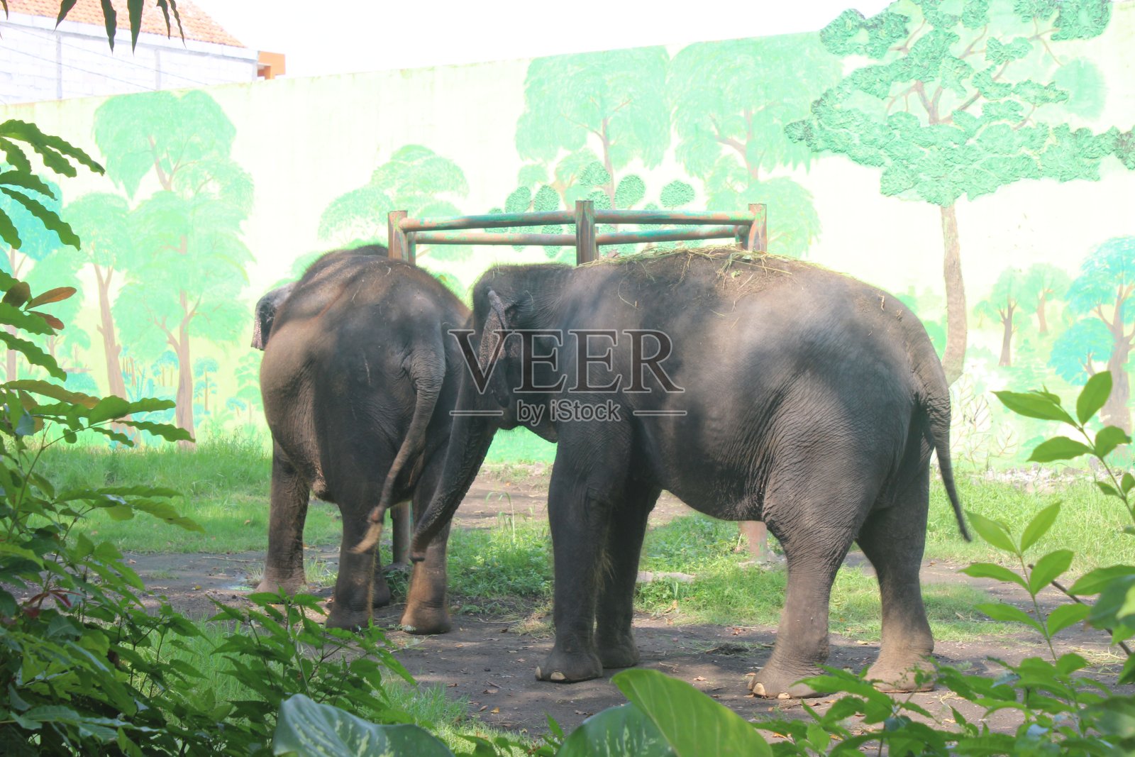 动物园里的两只大象照片摄影图片