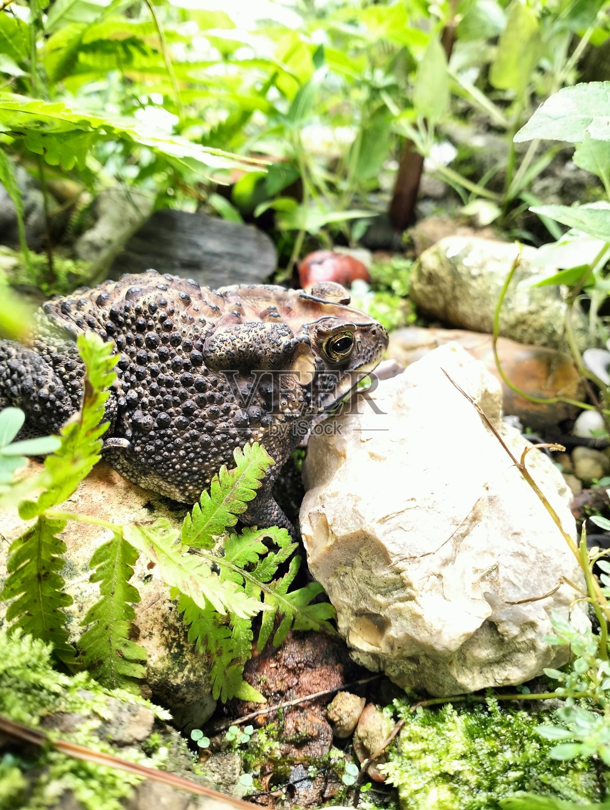 青蛙照片摄影图片