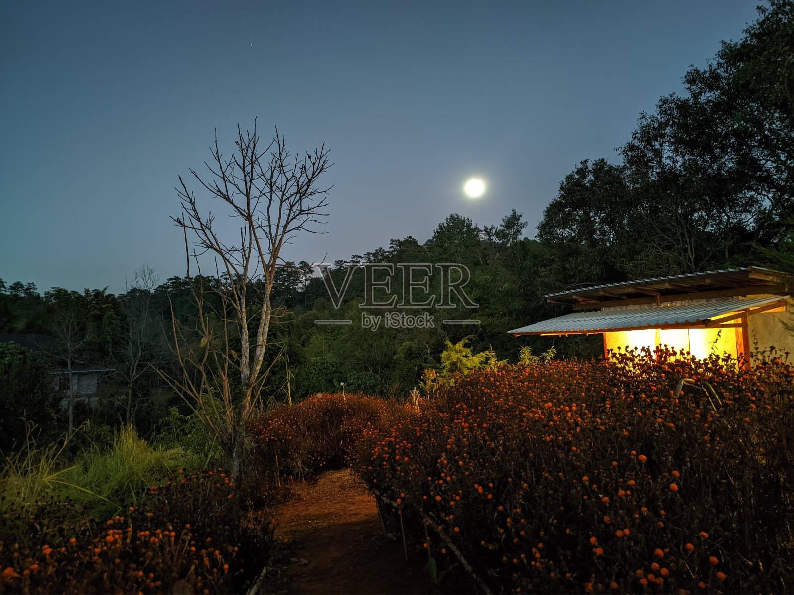 清迈，清冷的满月之夜，泰国清迈，因他侬附近山区的一家民宿照片摄影图片