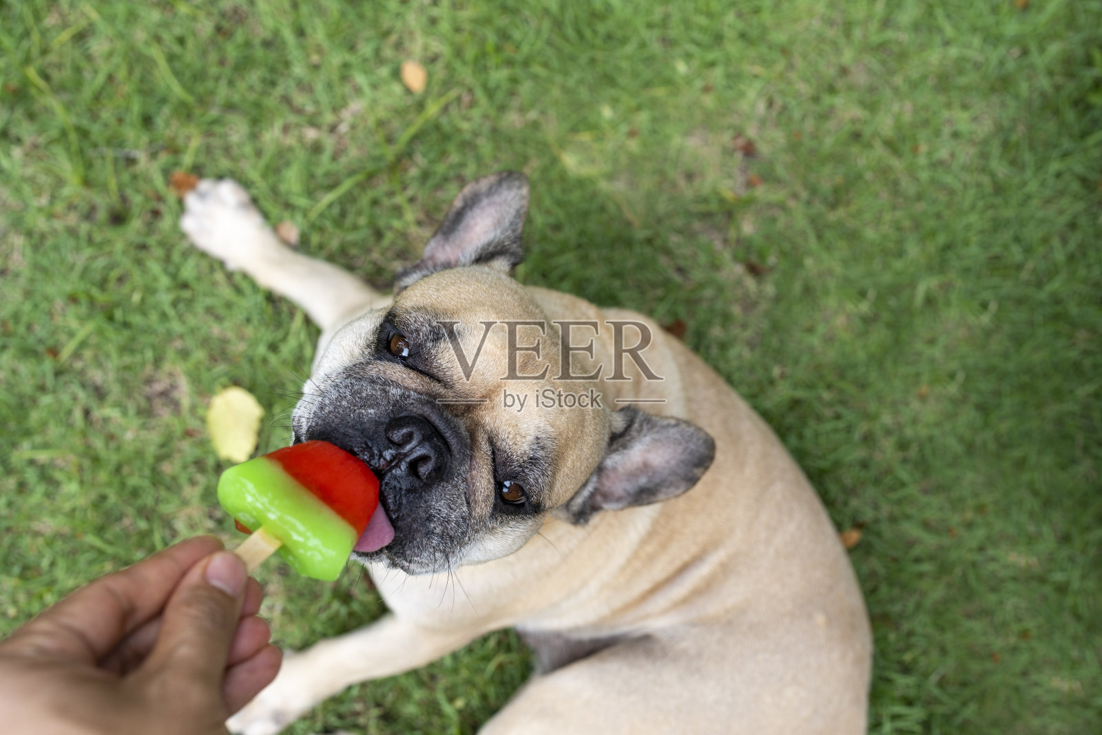 俯视图夏天，狗在户外草地上吃冰棍。照片摄影图片