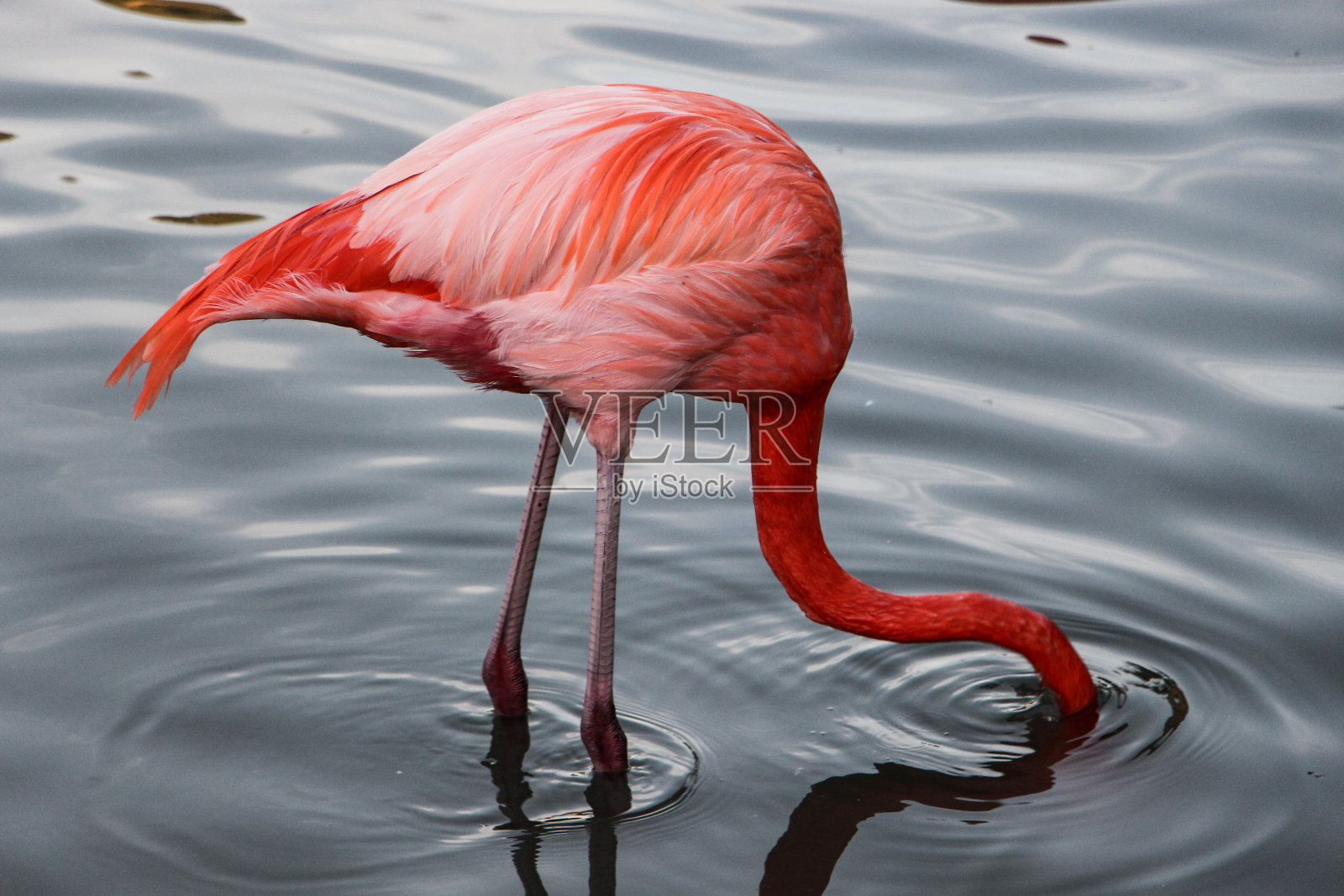 圣地亚哥照片摄影图片
