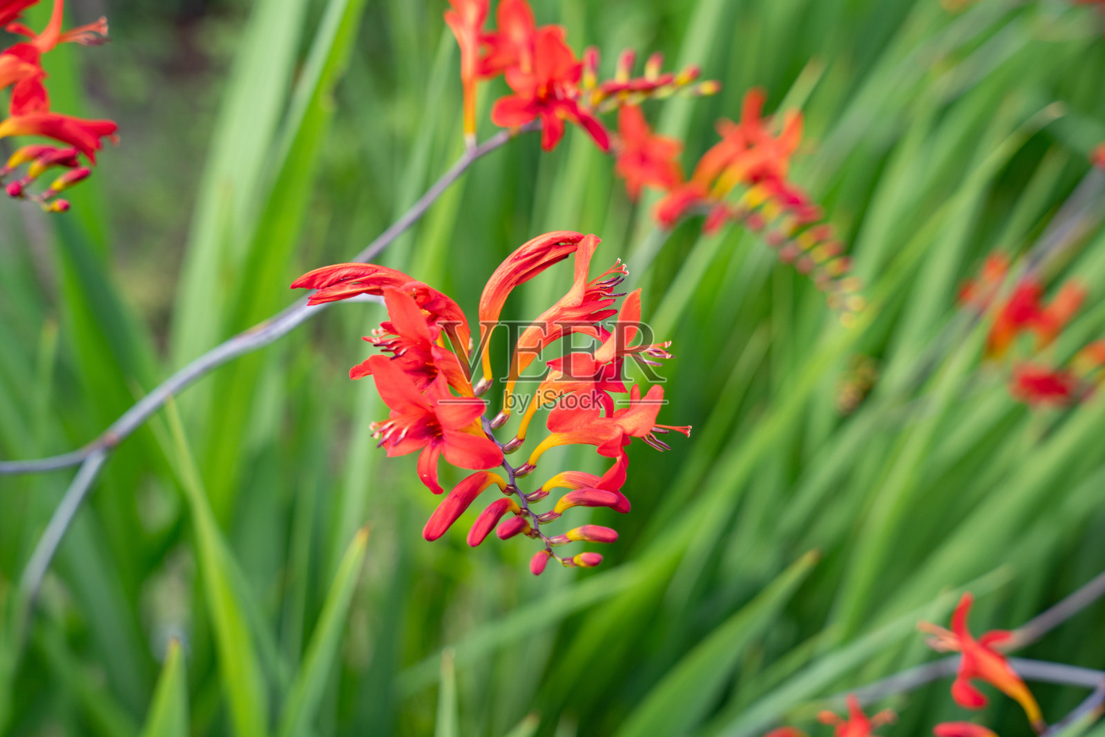 初夏的红色蒙布雷蒂亚照片摄影图片