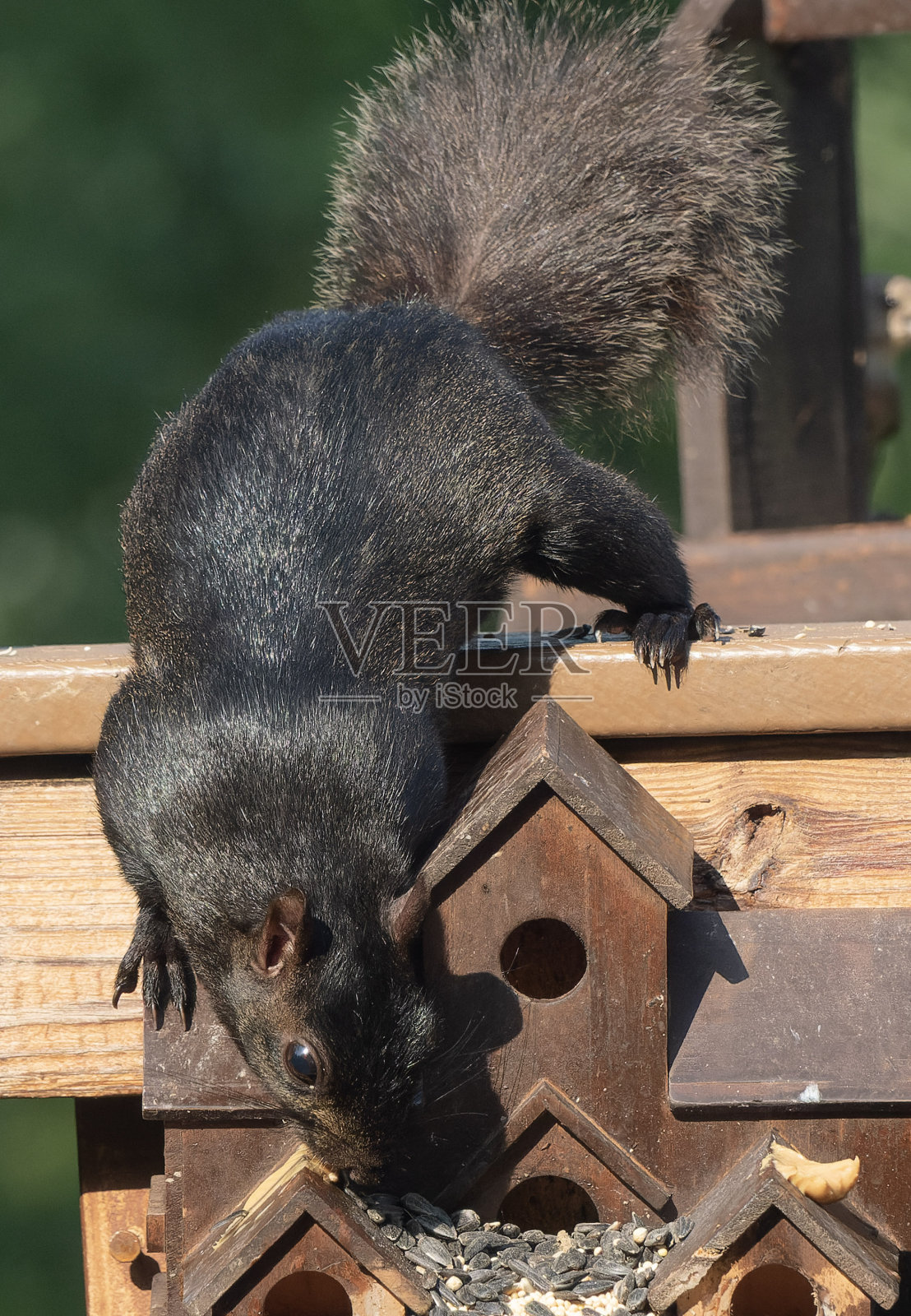 一只灰松鼠在洗澡照片摄影图片