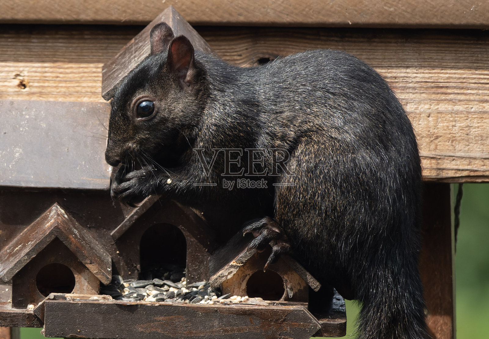 一只灰松鼠在洗澡照片摄影图片