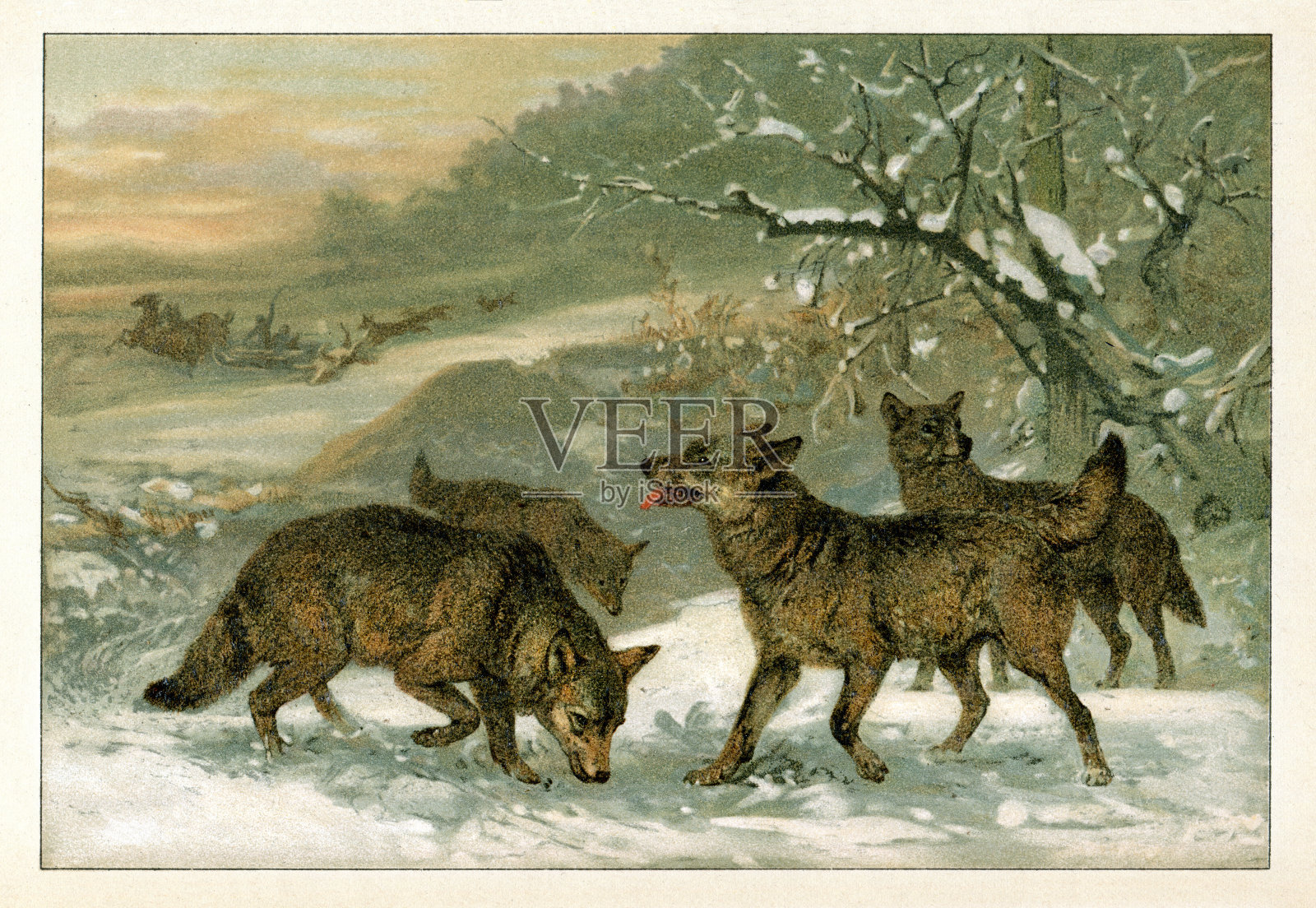 1895年，狼群在雪地里狩猎插画图片素材