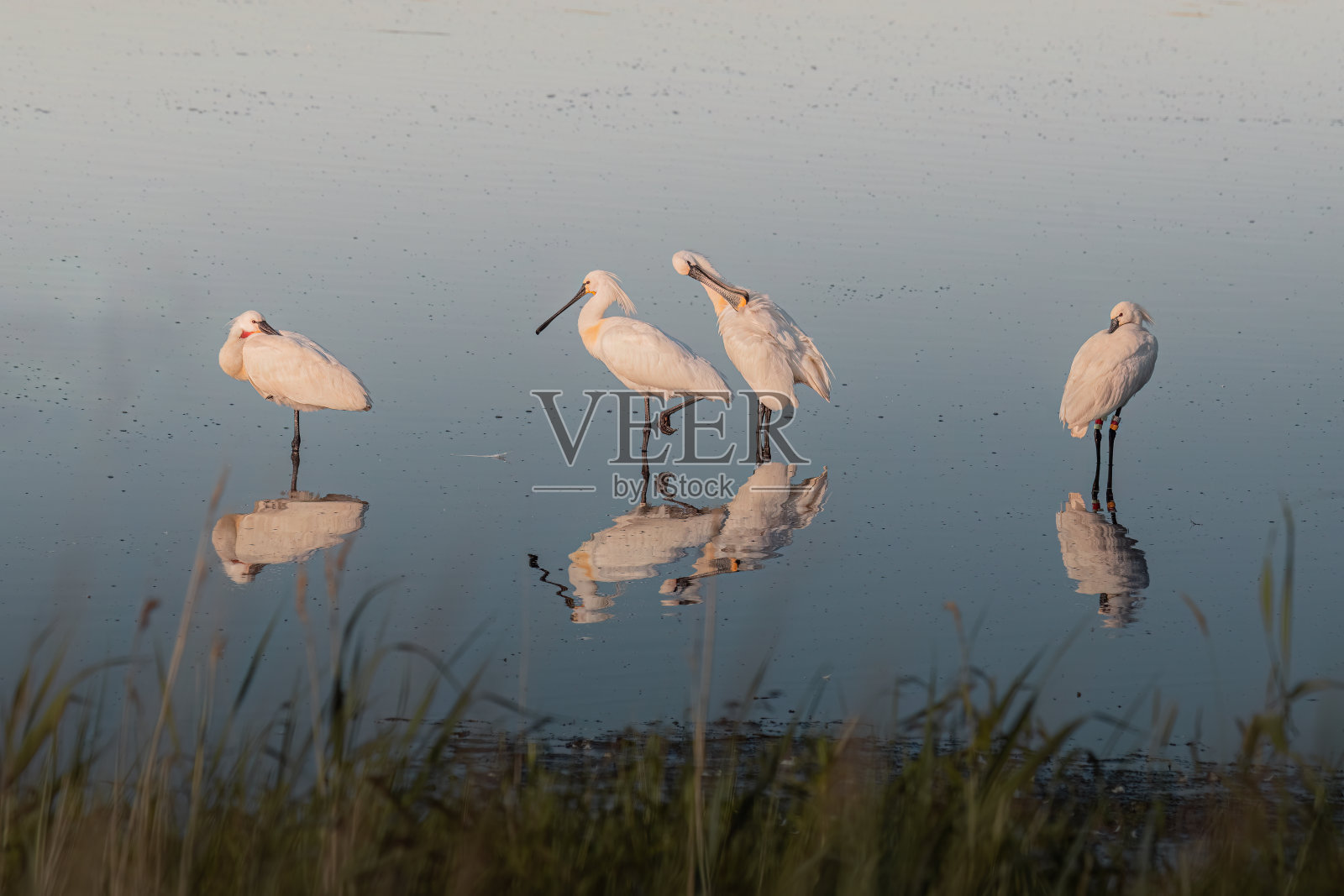 清晨池塘里的欧亚琵鹭或普通琵鹭照片摄影图片