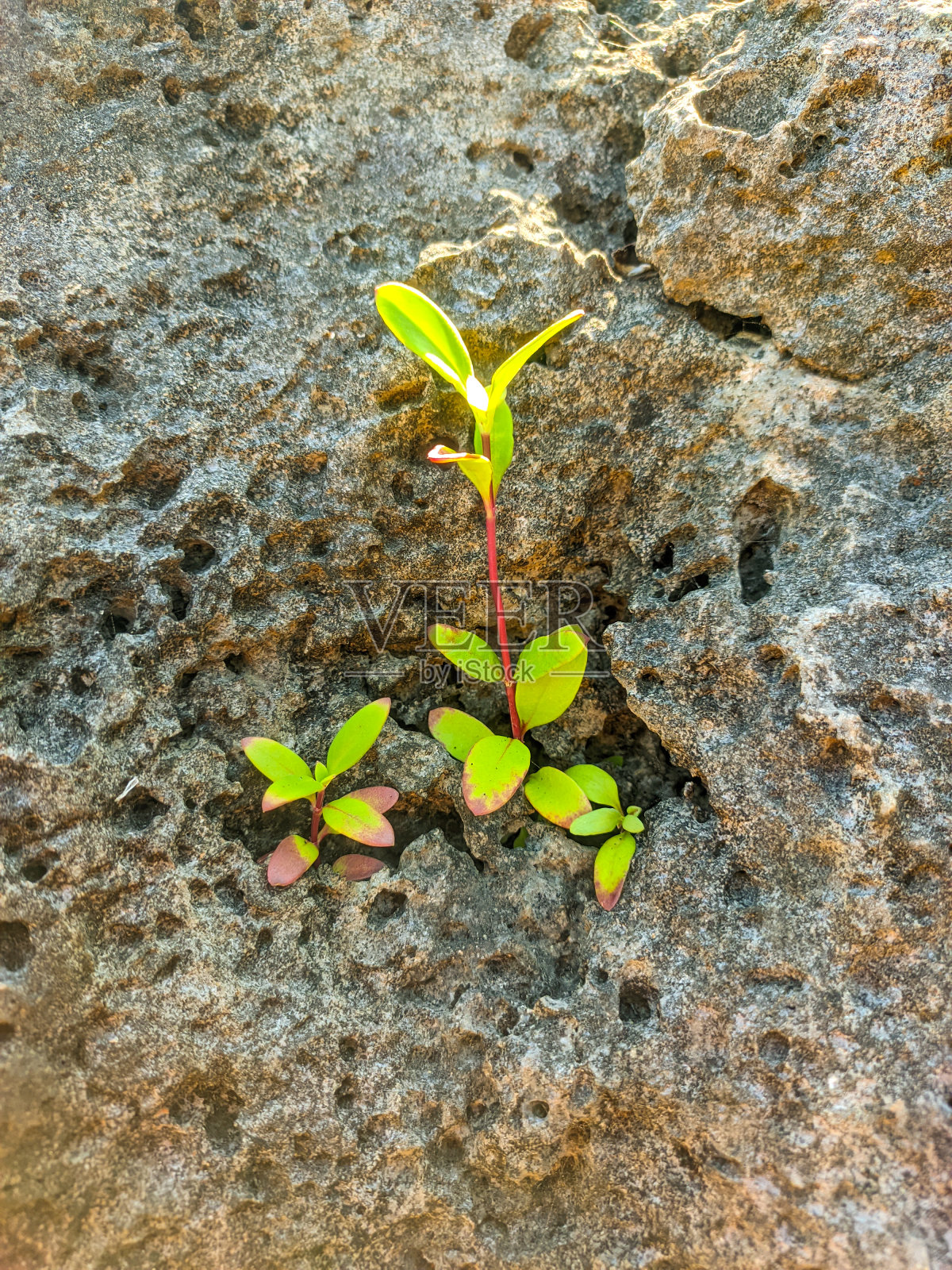 长在石头上的绿色小植物。照片摄影图片