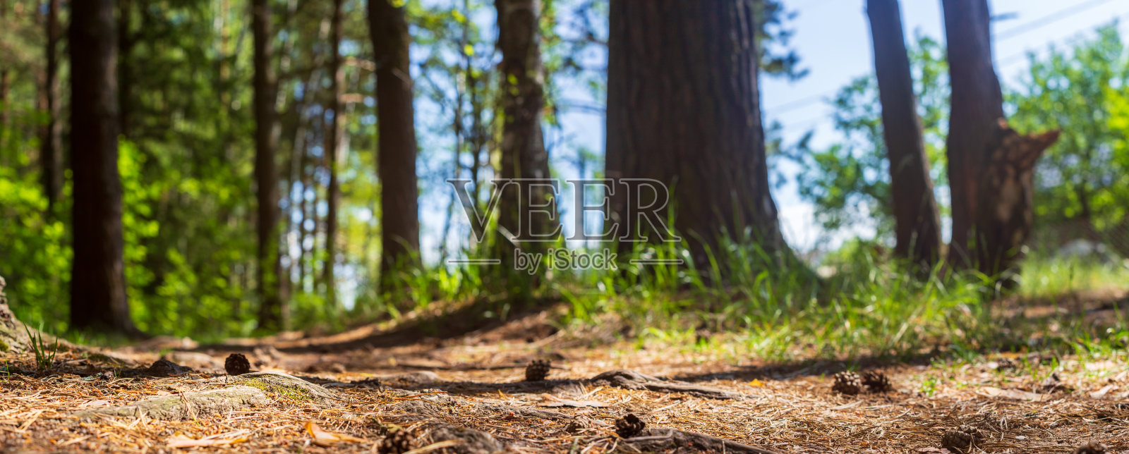 森林中松树的根。低角度的自然景观与强烈模糊的背景。生态环境照片摄影图片
