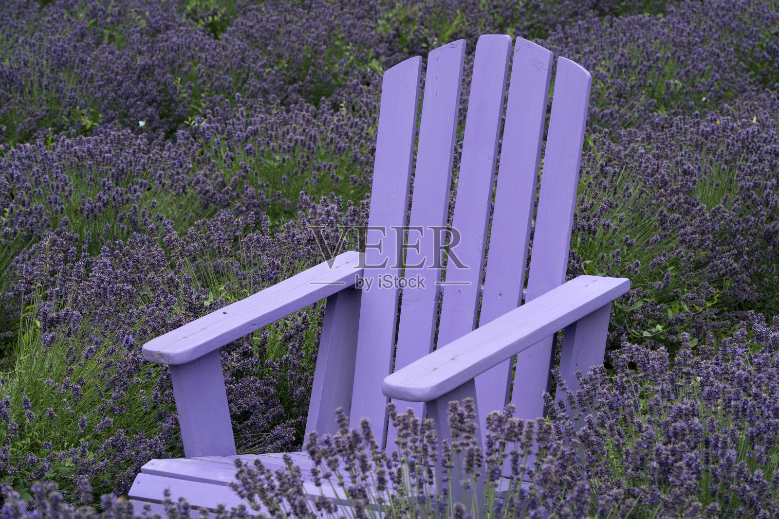 薰衣草地里的紫色椅子照片摄影图片