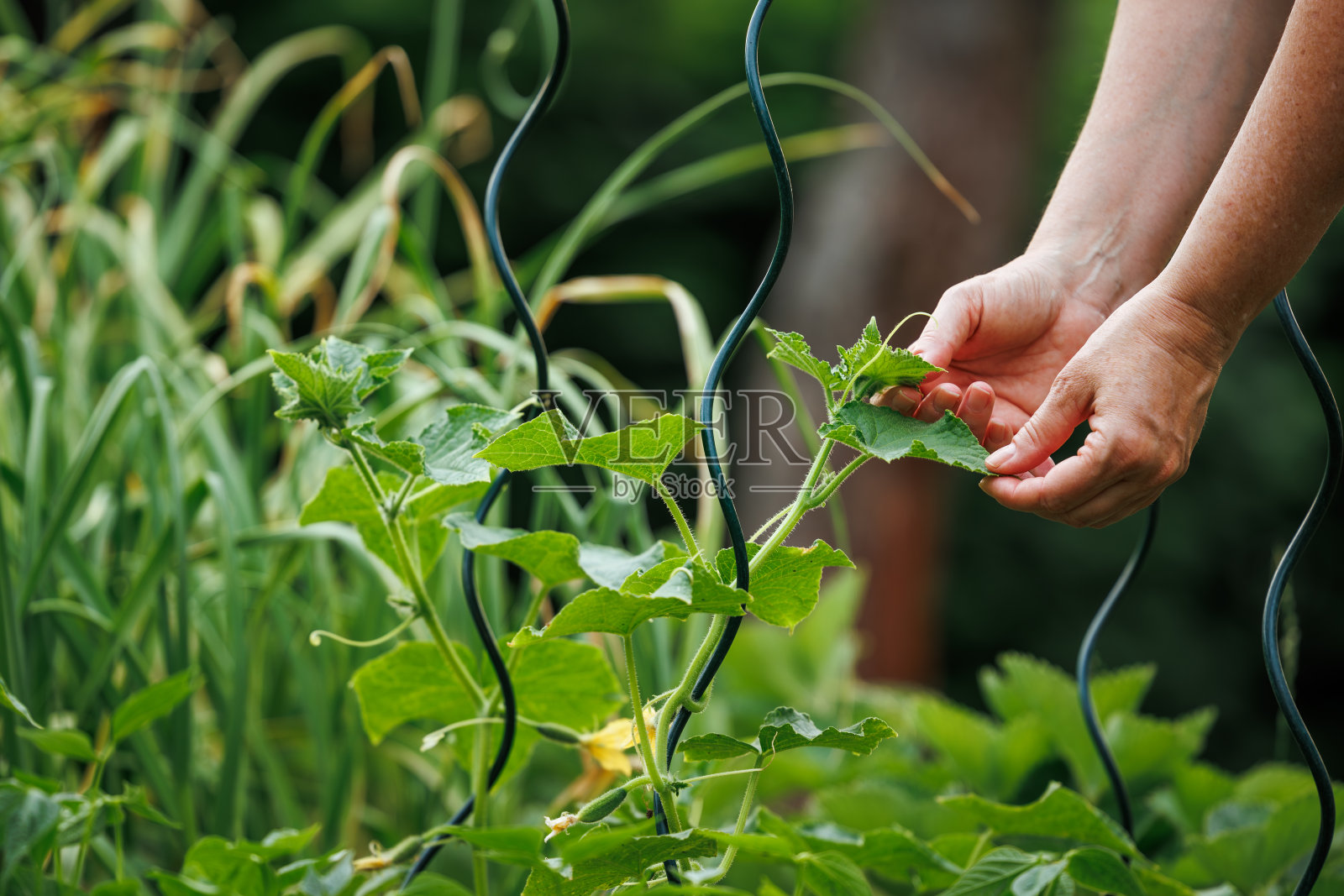 妇女在菜园里检查黄瓜植株的生长情况照片摄影图片