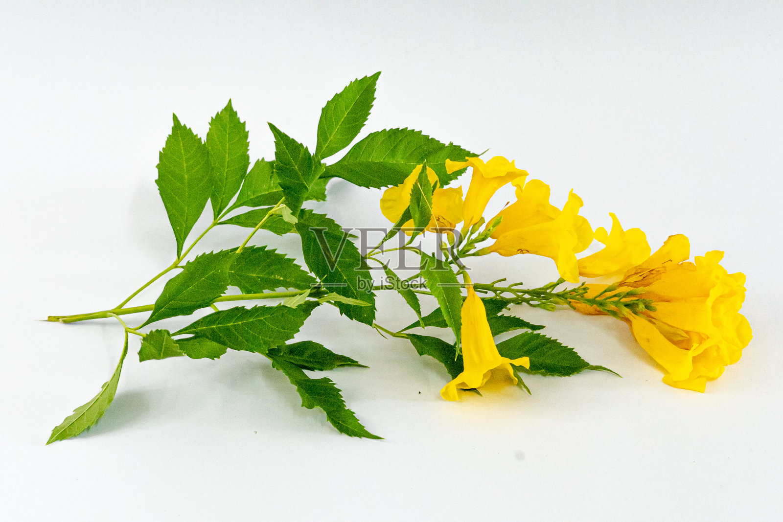 黄花孤立在白色背景上照片摄影图片