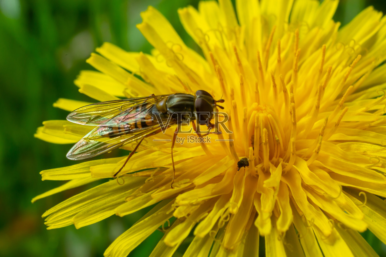 果酱食蚜蝇，Episyrphus balteatus，在一朵黄花上摆好姿势照片摄影图片