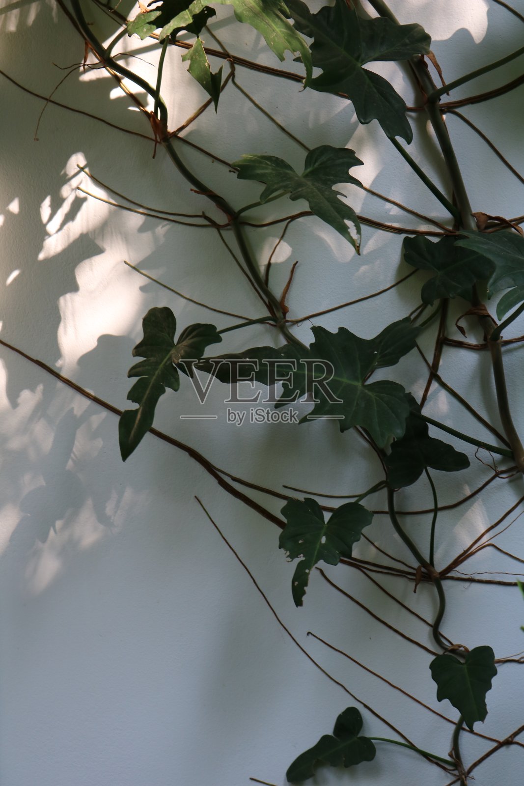 绿叶与叶子的阴影在白色的墙壁背景照片摄影图片