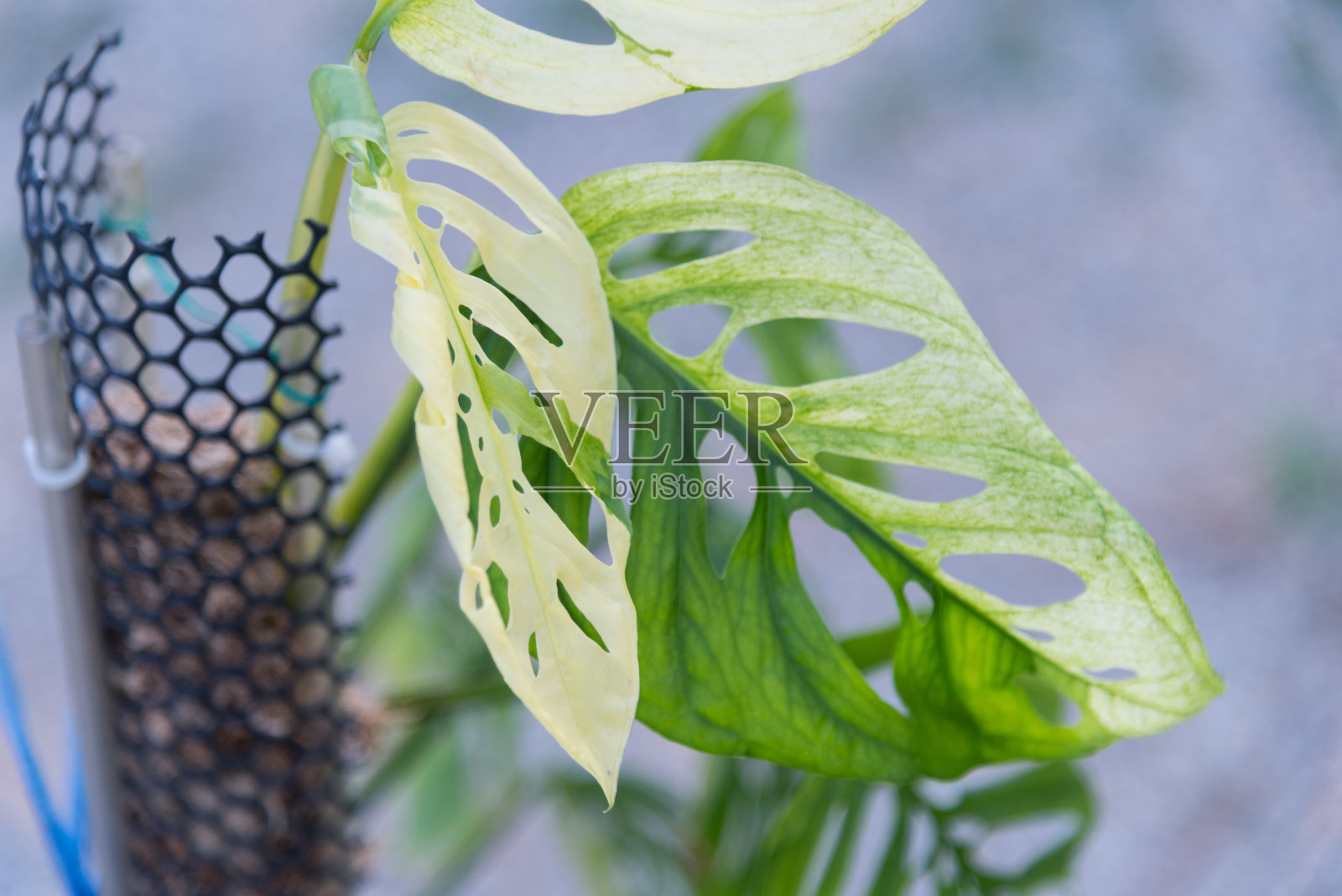 Monstera Acuminata Albo Varigated在锅-瑞士奶酪Albo Varigated照片摄影图片
