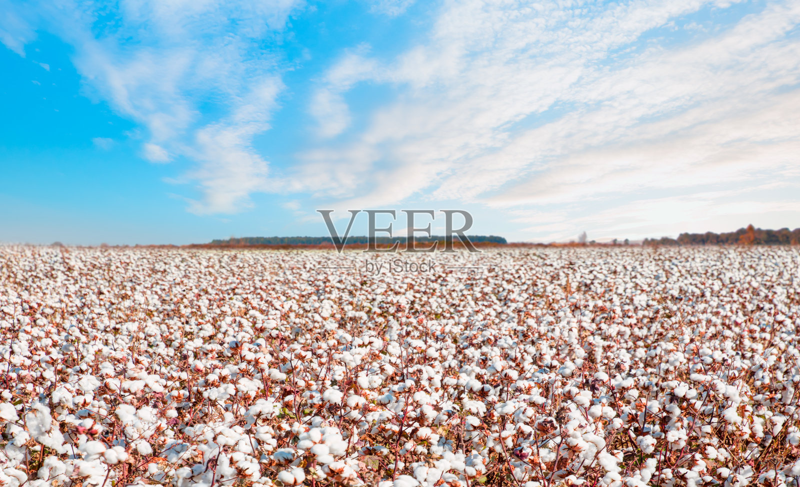 棉花田被成熟的棉花染成了白色照片摄影图片