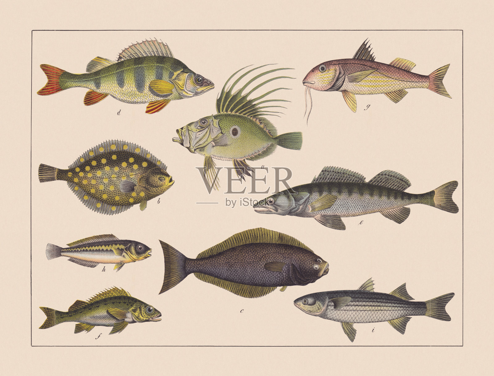 银鳍鱼，手工彩色彩色印刷，1882年出版插画图片素材