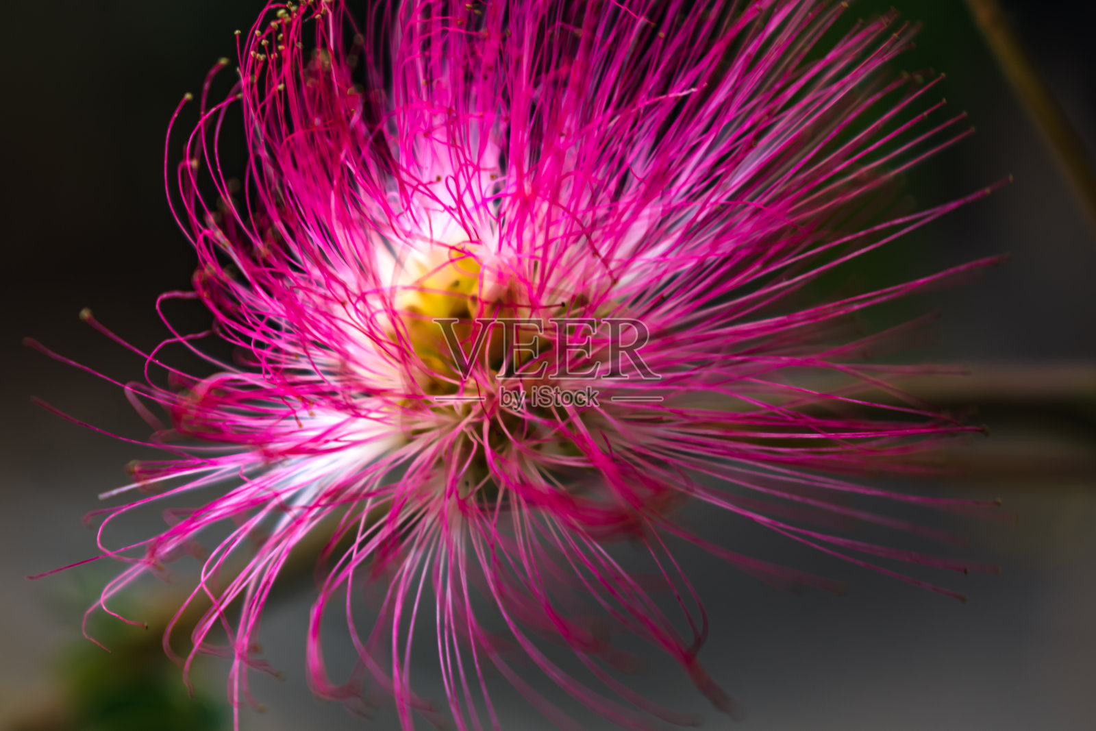 合欢树上的粉红色花朵，波斯蚕丝树，粉红蚕丝树或含羞草树，豆科照片摄影图片