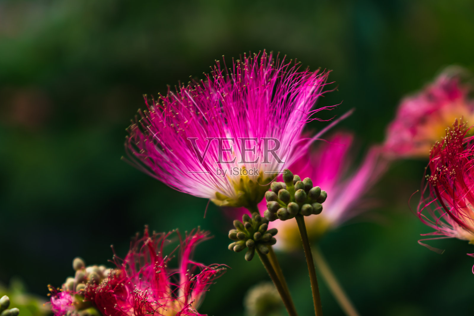 合欢树上的粉红色花朵，波斯蚕丝树，粉红蚕丝树或含羞草树，豆科照片摄影图片
