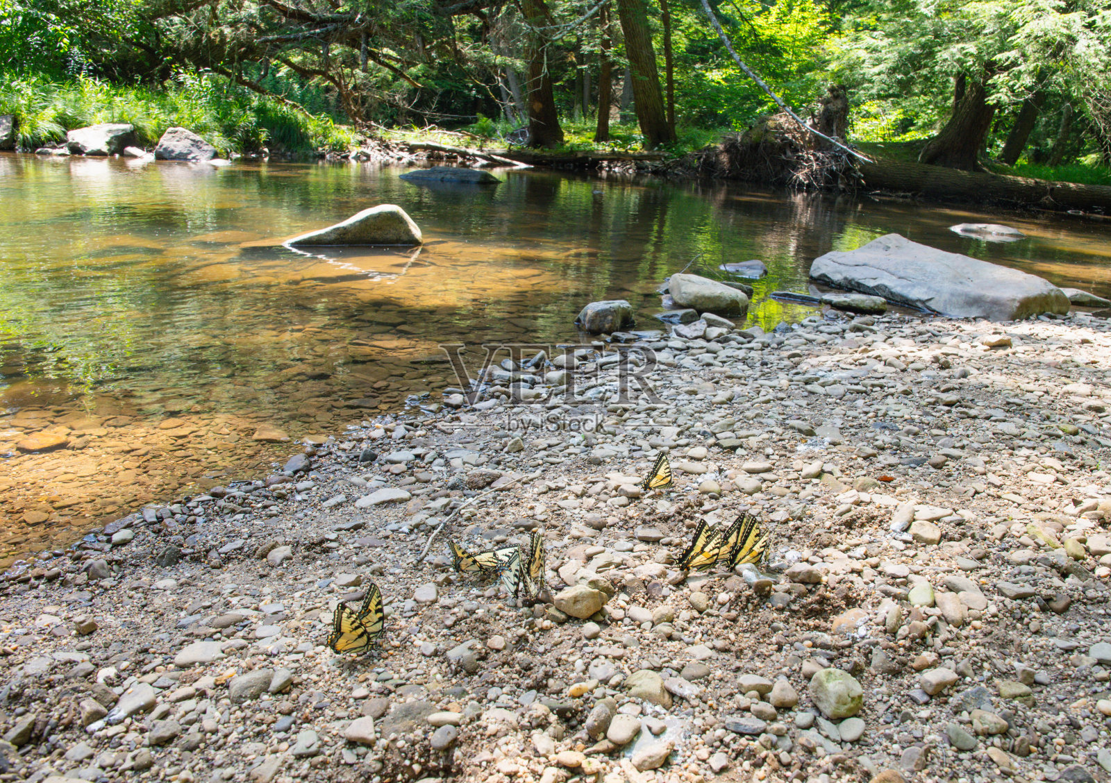 东虎燕尾在一群溪边的户外设置照片摄影图片