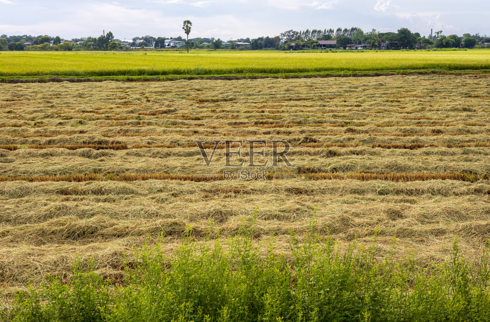 绿色和收获后的稻田全景，满是残茬和未燃烧的稻田。照片摄影图片