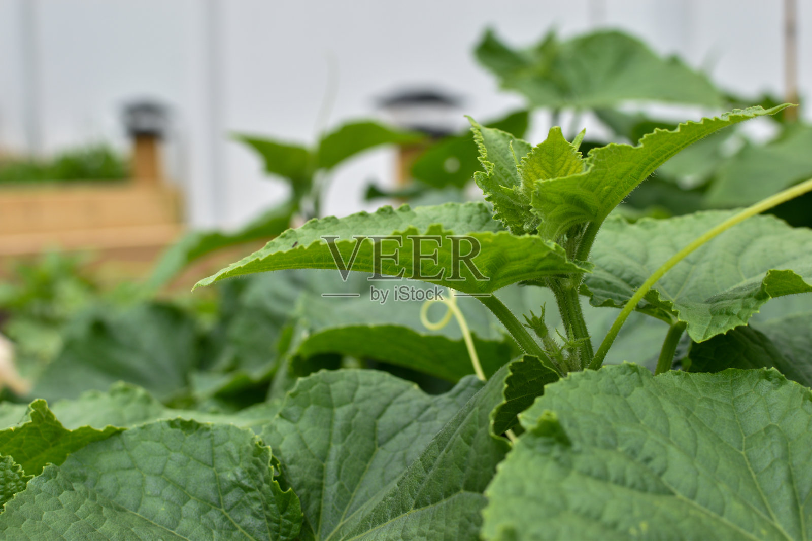 黄瓜植株照片摄影图片