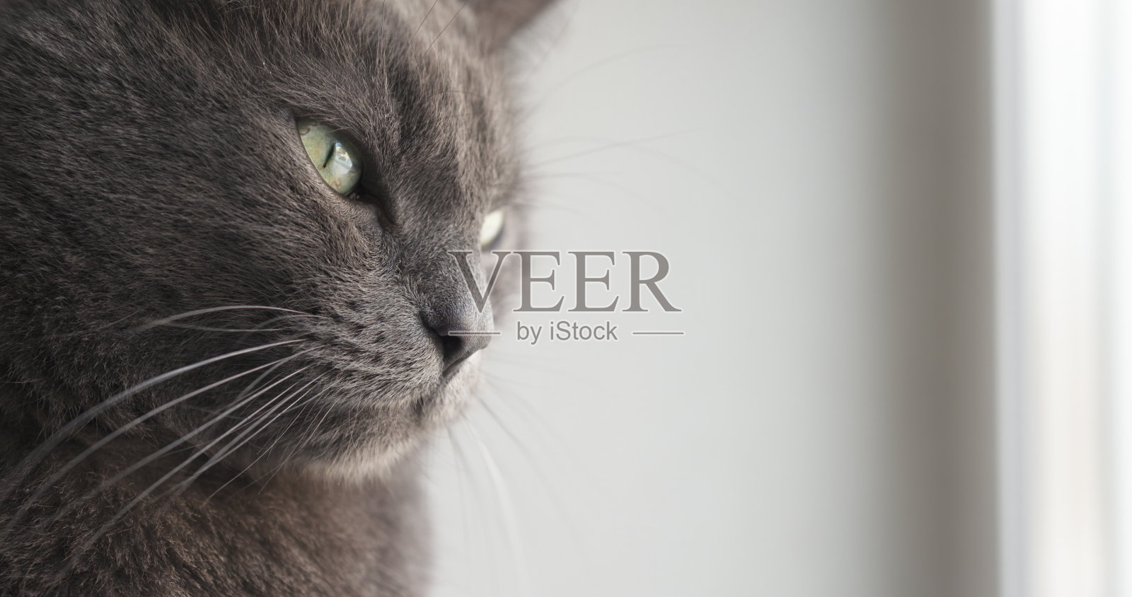 大灰猫坐在窗边照片摄影图片