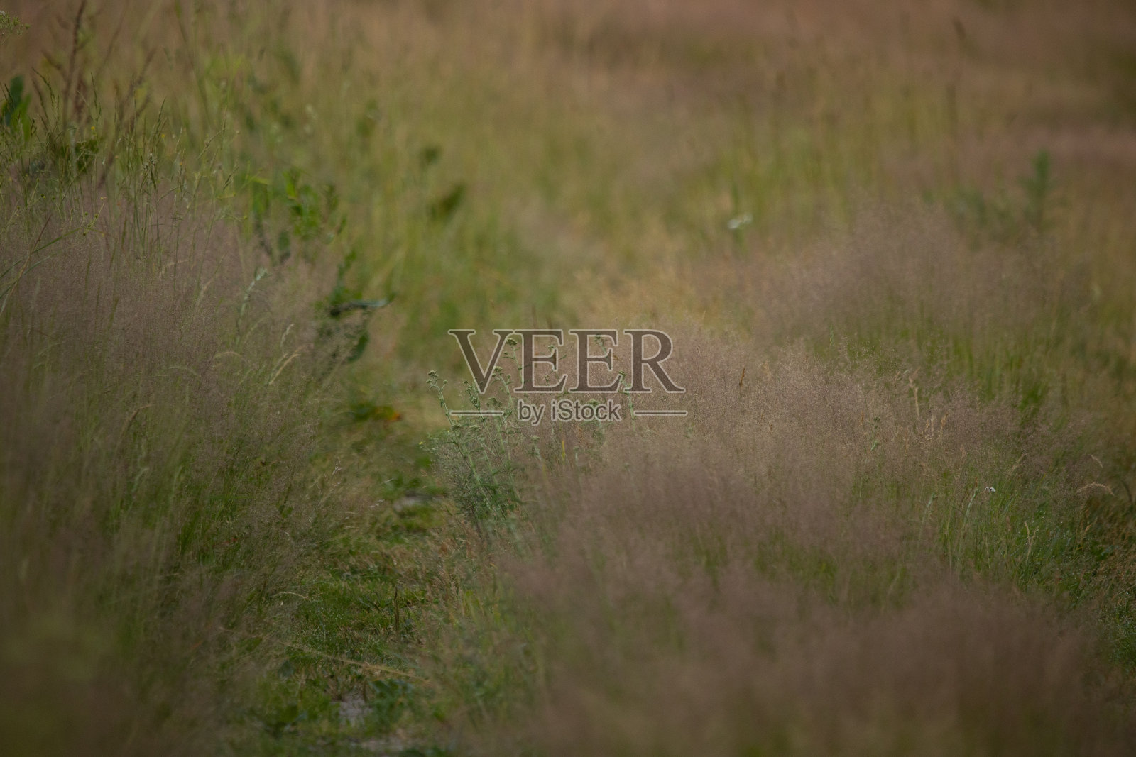 翡翠交响曲:清新的绿色森林植物盛夏照片摄影图片