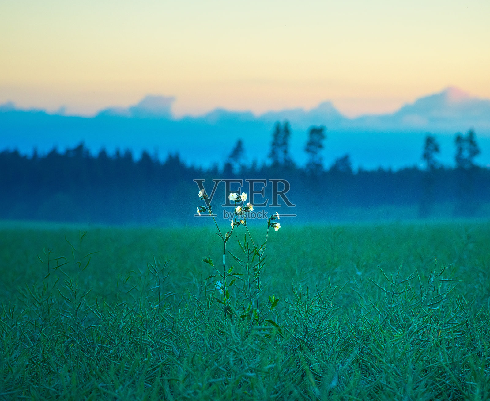 金色挂毯:油菜籽田的清晨幸福照片摄影图片