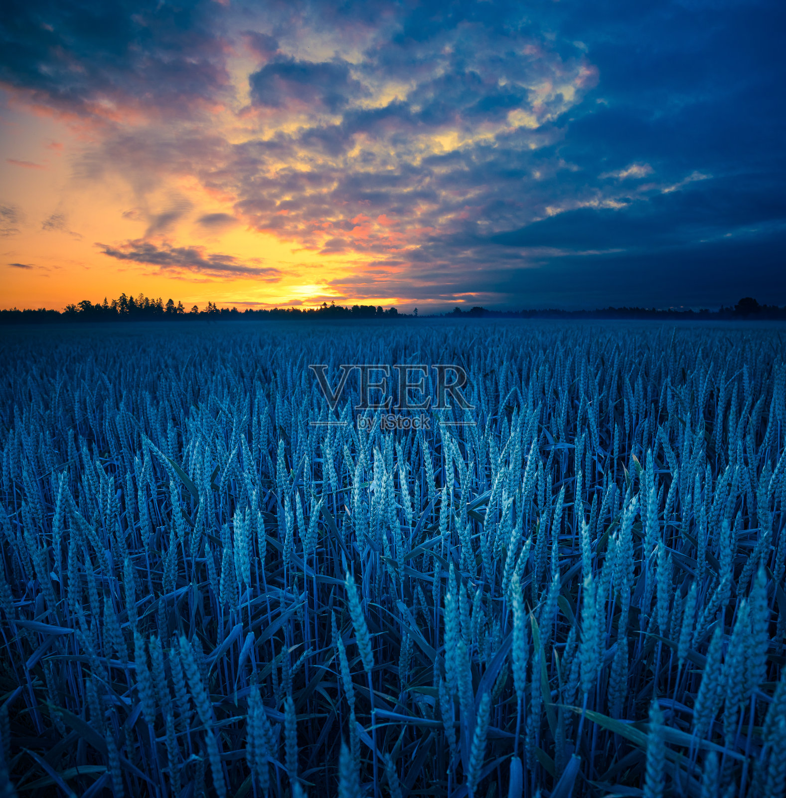金色地平线:壮丽的夏日日出在乡村麦田照片摄影图片