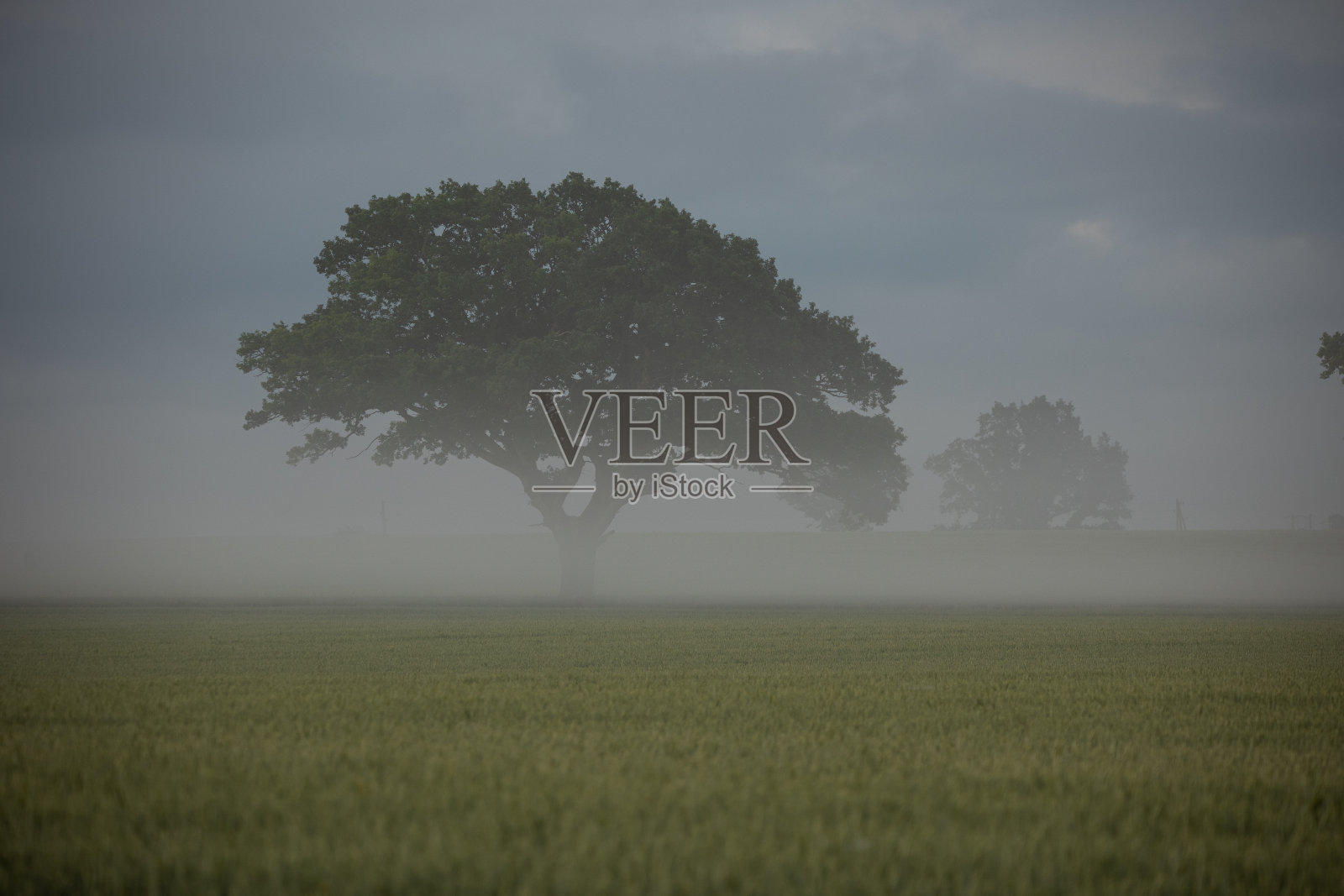 神秘的孤独:雄伟的橡树出现从雾蒙蒙的清晨田野照片摄影图片