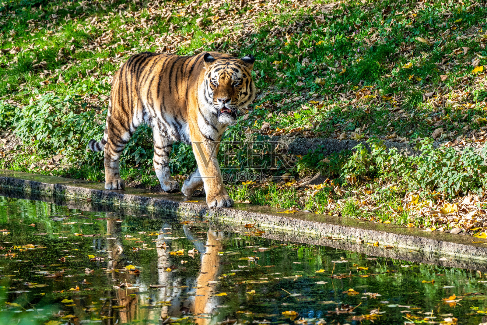 动物园里的西伯利亚虎照片摄影图片