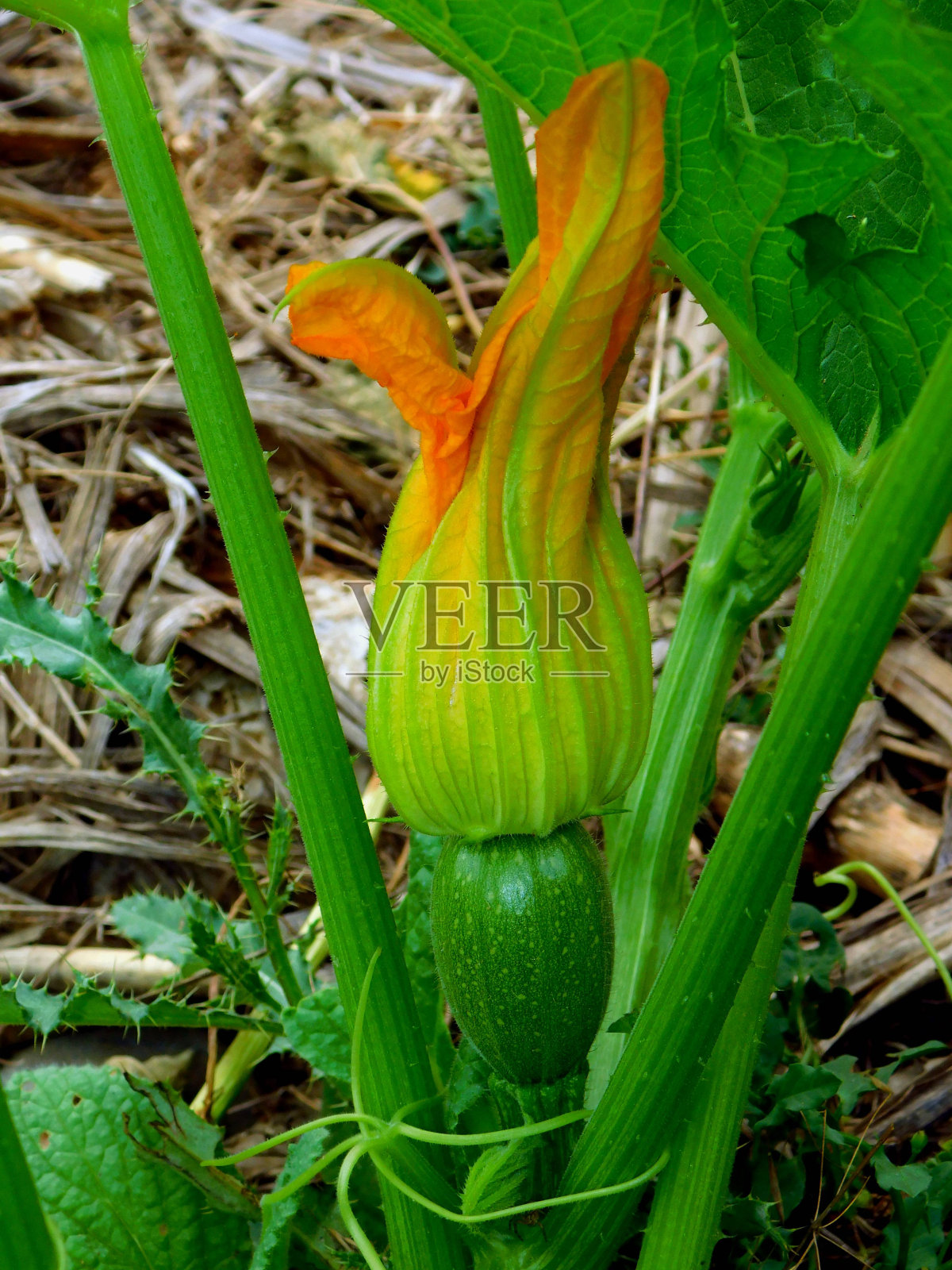Cucurbita浆果照片摄影图片