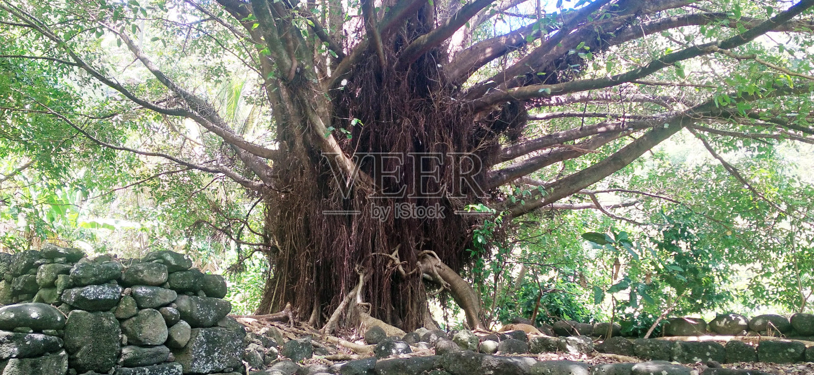 塔华塔岛(马克萨斯群岛)的榕树和市场照片摄影图片