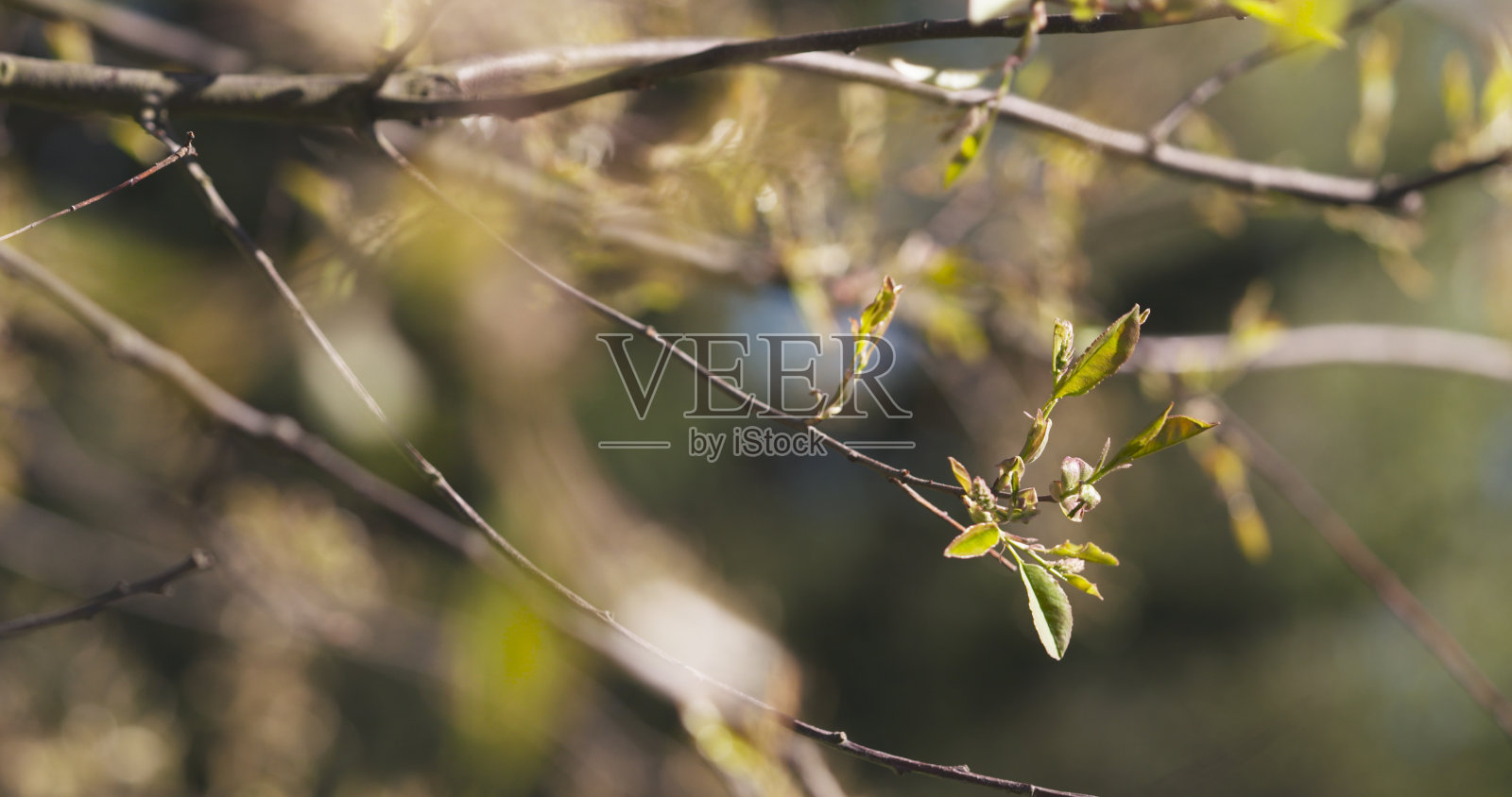 阳光下的梅花嫩叶照片摄影图片
