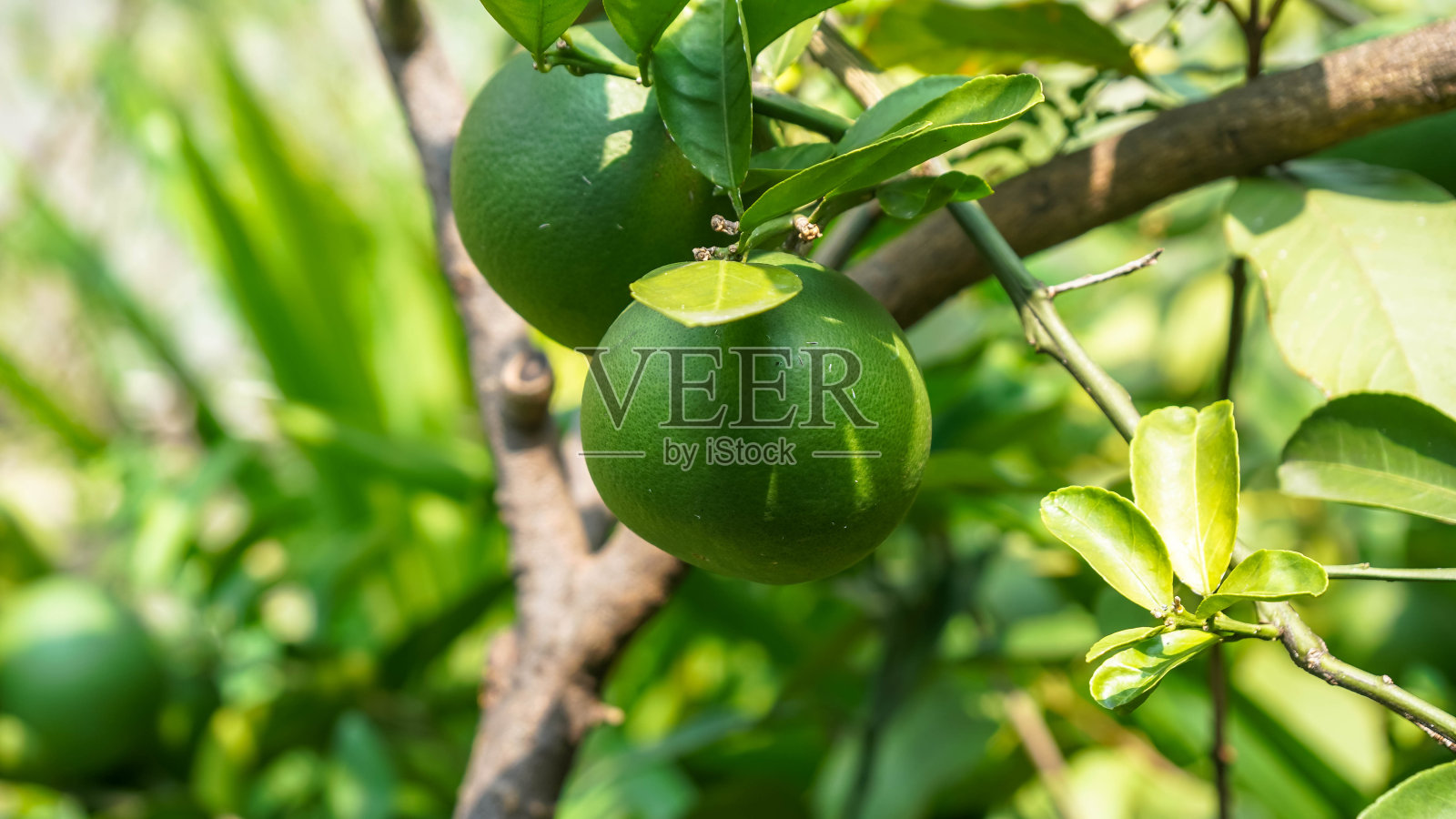 生的橙色照片摄影图片