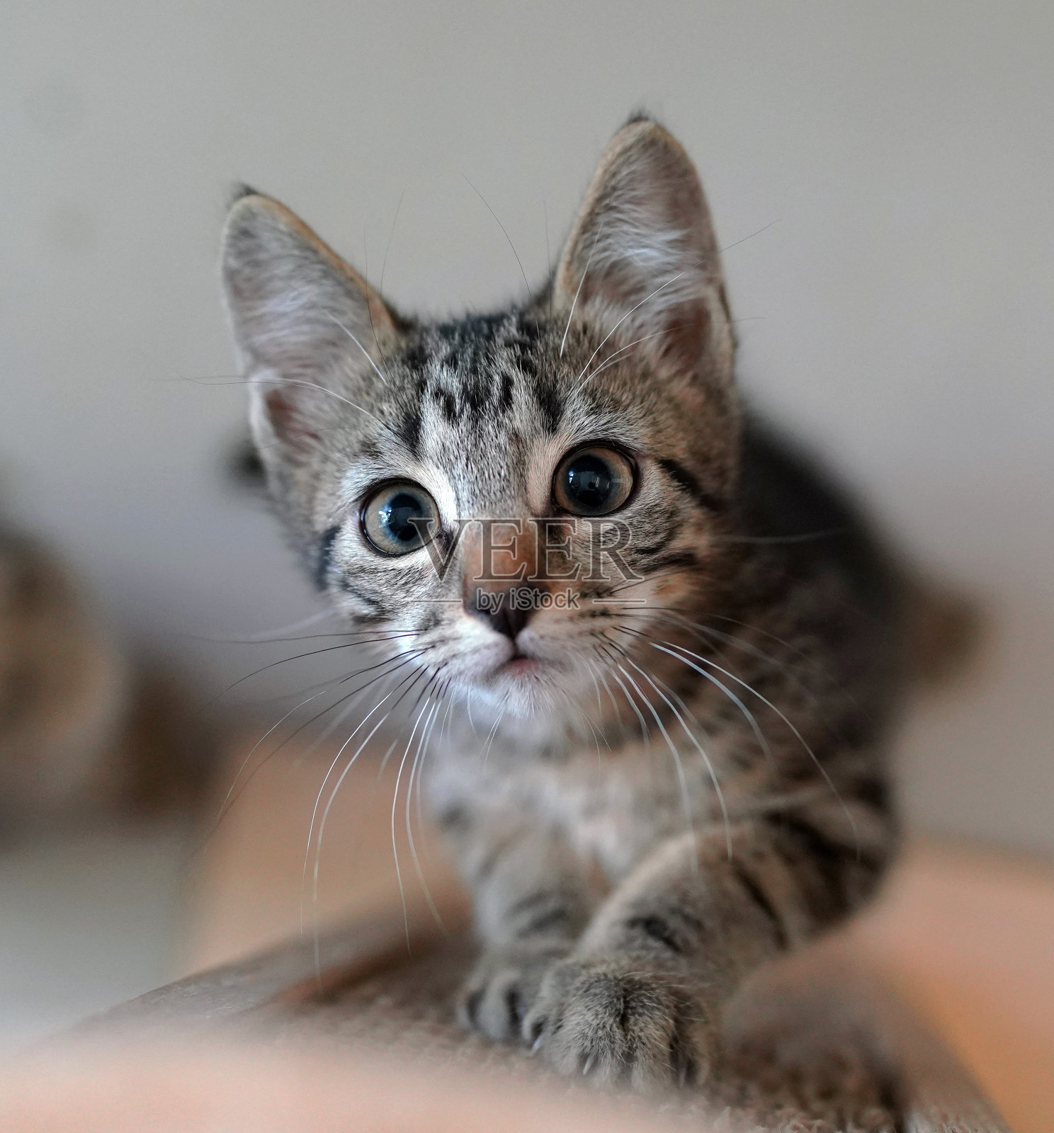 可爱的充满活力的年轻虎斑猫在抓挠柱上玩耍照片摄影图片