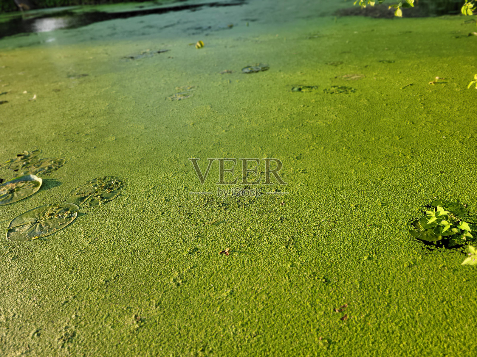 水面上的绿色浮萍照片摄影图片