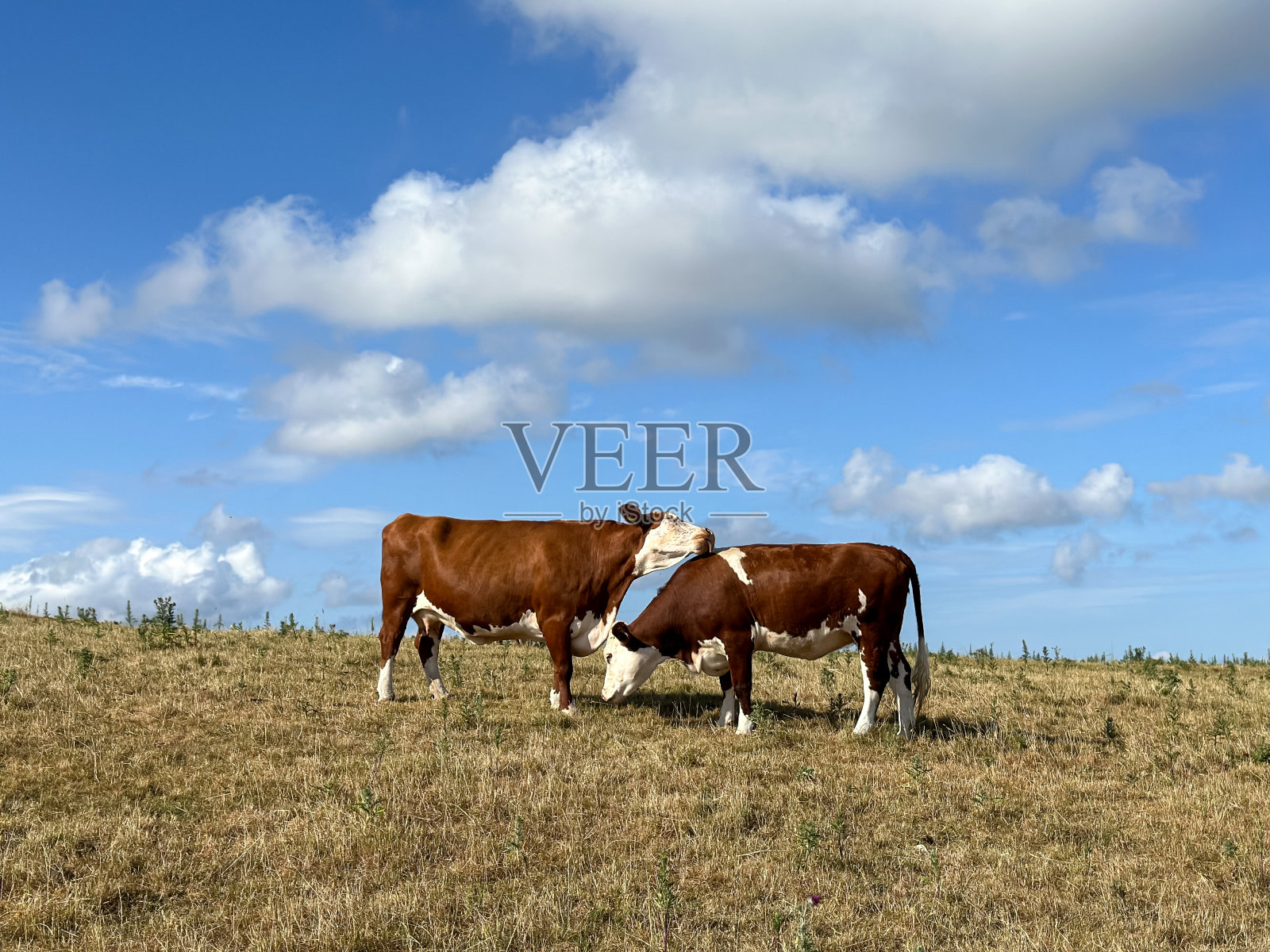 牛在自然界放牧。两头奶牛。一个在舔另一个照片摄影图片