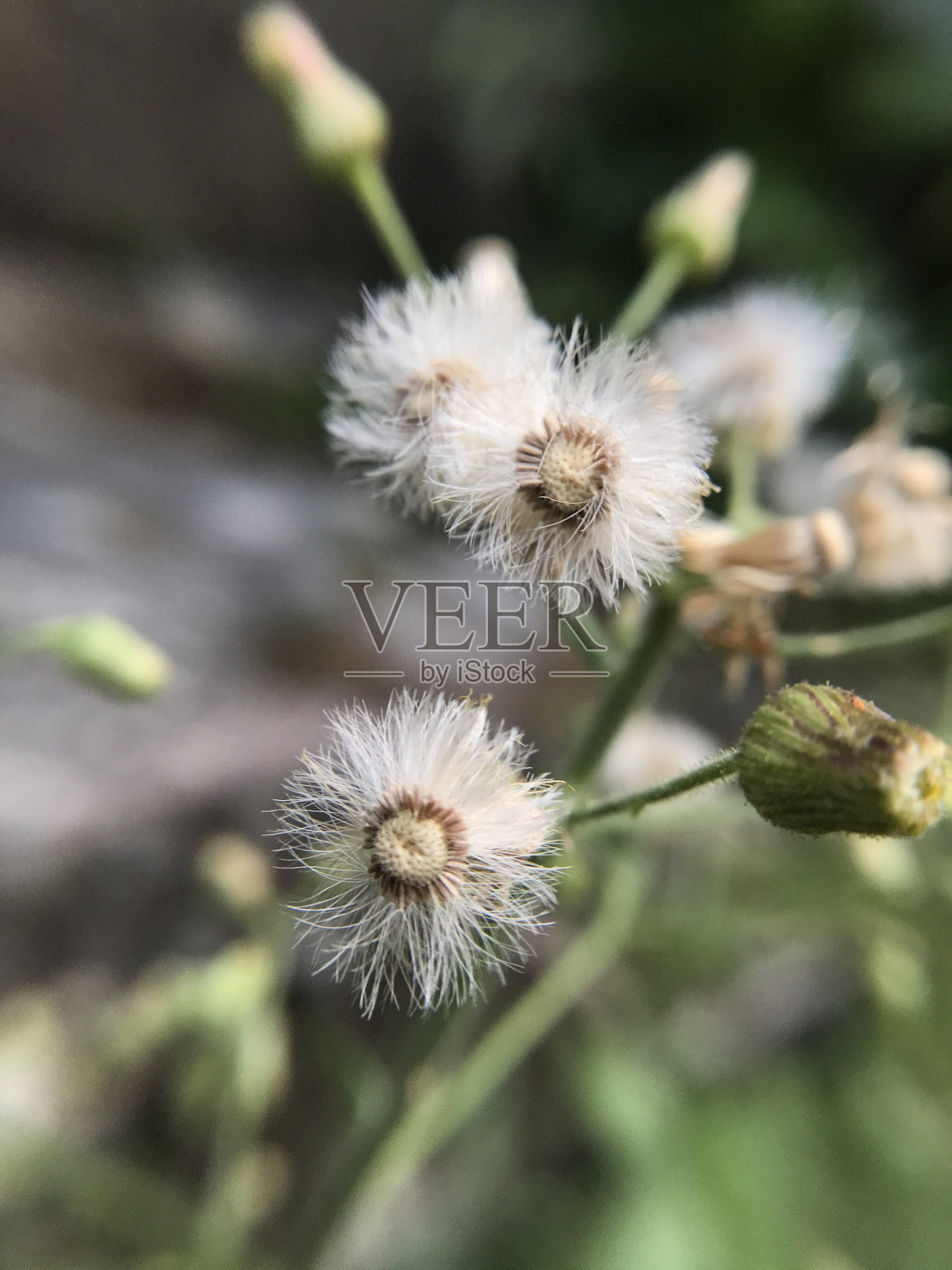 蒲公英，微距摄影照片摄影图片