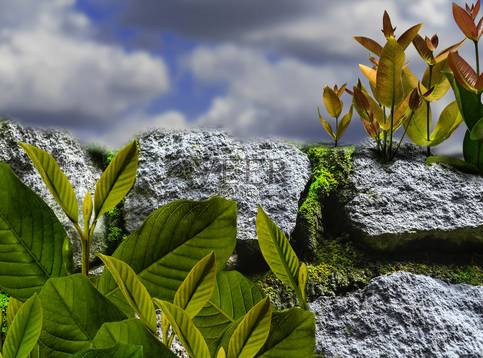 岩石上的幼苗照片摄影图片
