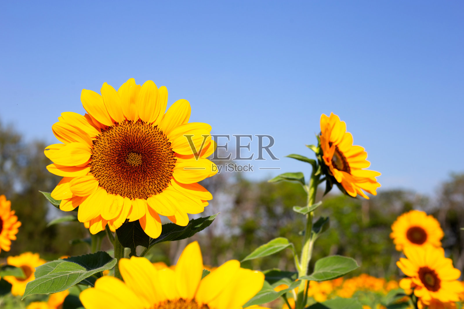 向日葵田有蓝天。美丽的夏日风景。照片摄影图片