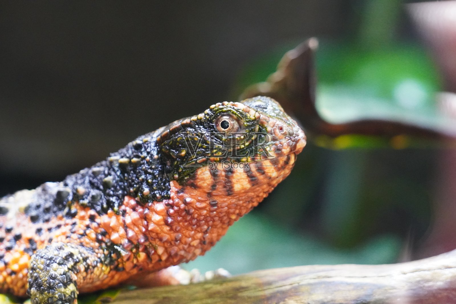 中国鳄蜥照片摄影图片